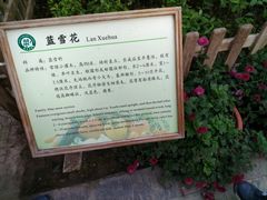 -上海都市菜园