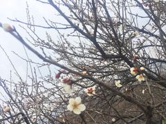 -香雪海