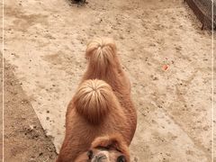 -石家庄市动物园