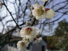 -秋霞圃