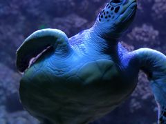 -海合安青岛极地海洋公园