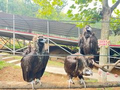 -西霞口神雕山野生动物世界