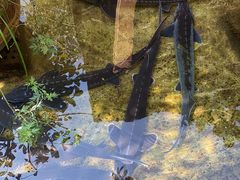 -源泉冷水鱼庄(小鱼洞店)