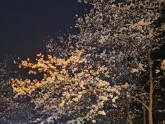 -武汉大学-樱园