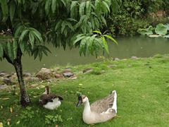 -八大山人梅湖景区