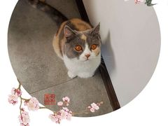 -团子家猫咪猫咖馆·柯基·柯尔鸭