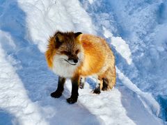 -宫城藏王狐狸村