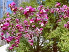 -陆家嘴中心绿地