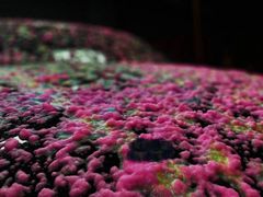 -F19·圣科·BOP·超佩贴膜(亦庄店)