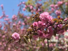 -高东镇樱花园