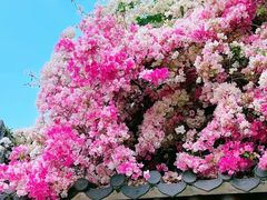 -深圳国际园林花卉博览园