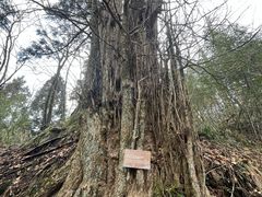 -天目山大树王景区