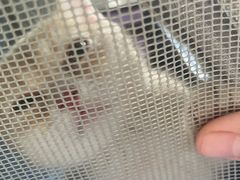 -唐小姐の私宠·宠物洗护美容·撸猫馆·购宠(周浦万达旗舰店)