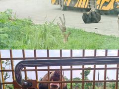 -上海野生动物园