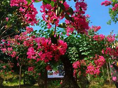 -武汉紫薇都市田园