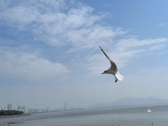 -深圳湾公园(南山区)