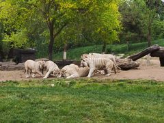 -北京野生动物园