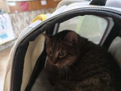 -爱侣·安琦尔宠物医院·中兽医针灸·心内科·狂犬免疫点(宝山区院)