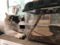 -平行世界·猫咖(首经贸店)