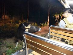-清迈夜间动物园