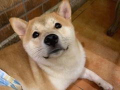 -more than meow吴止猫主题餐厅(承德 中船汇店)