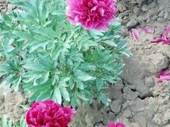 -洛阳郁金香牡丹园