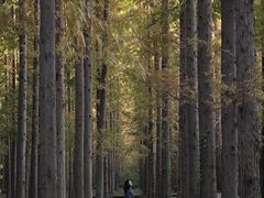 -黄海国家森林公园