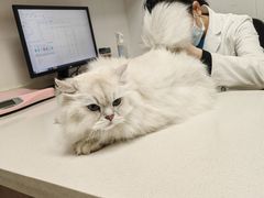-艾贝尔宠物医院 ·中兽医·宠保定点(北门桥店)