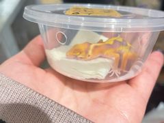 -酷以爬仙阁实体爬宠店·守宫·蜥蜴·专业繁育