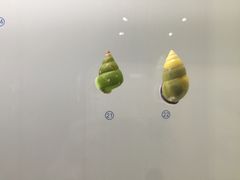 -青岛贝壳博物馆