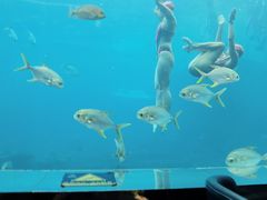 -瑞德姆美人鱼海底演艺主题餐厅(亚龙湾店)