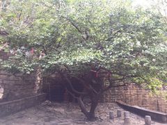 -连云港云龙涧原生态风景区
