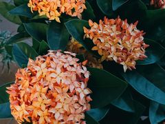 -双季花艺园艺市场(浦东店)
