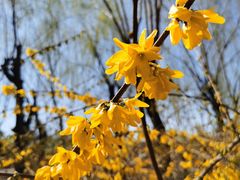 -大兴滨河森林公园