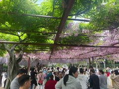 -嘉定紫藤园