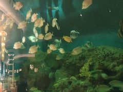 -艺厨风尚餐厅 · 桔钓沙莱华度假酒店