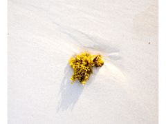 -白沙滩