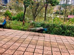 -云南艺术学院(呈贡校区)