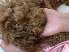 -瑞派·关忠动物医院·猫专科·犬专科(三环新城店)