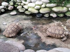 -南宫五洲植物乐园