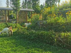 -前小桔亲子创意农场·草莓采摘·露营烧烤