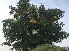 -鹅湖玫瑰文化园