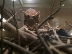 -美国自然历史博物馆