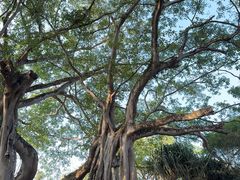 -瑞丽独树成林风景区