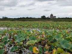 -上海海湾国家森林公园