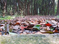 -同里国家湿地公园