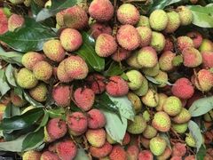 荔枝-百果园PAGODA(升龙城店)