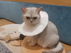 -滚猫咖啡·猫咖·猫友好撸猫(未来城店)