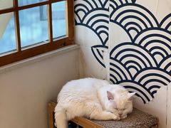 -Let's go狗咖·猫咖·奶狗·桌游(春熙路IFS店)