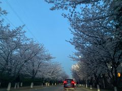 -高东镇樱花园